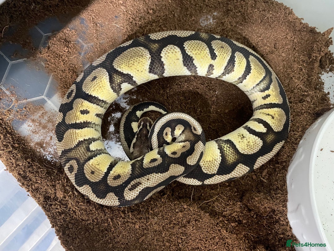 Python Snake reptiles for sale: Royal Python Collection x9 Female x1 male - Advert 10