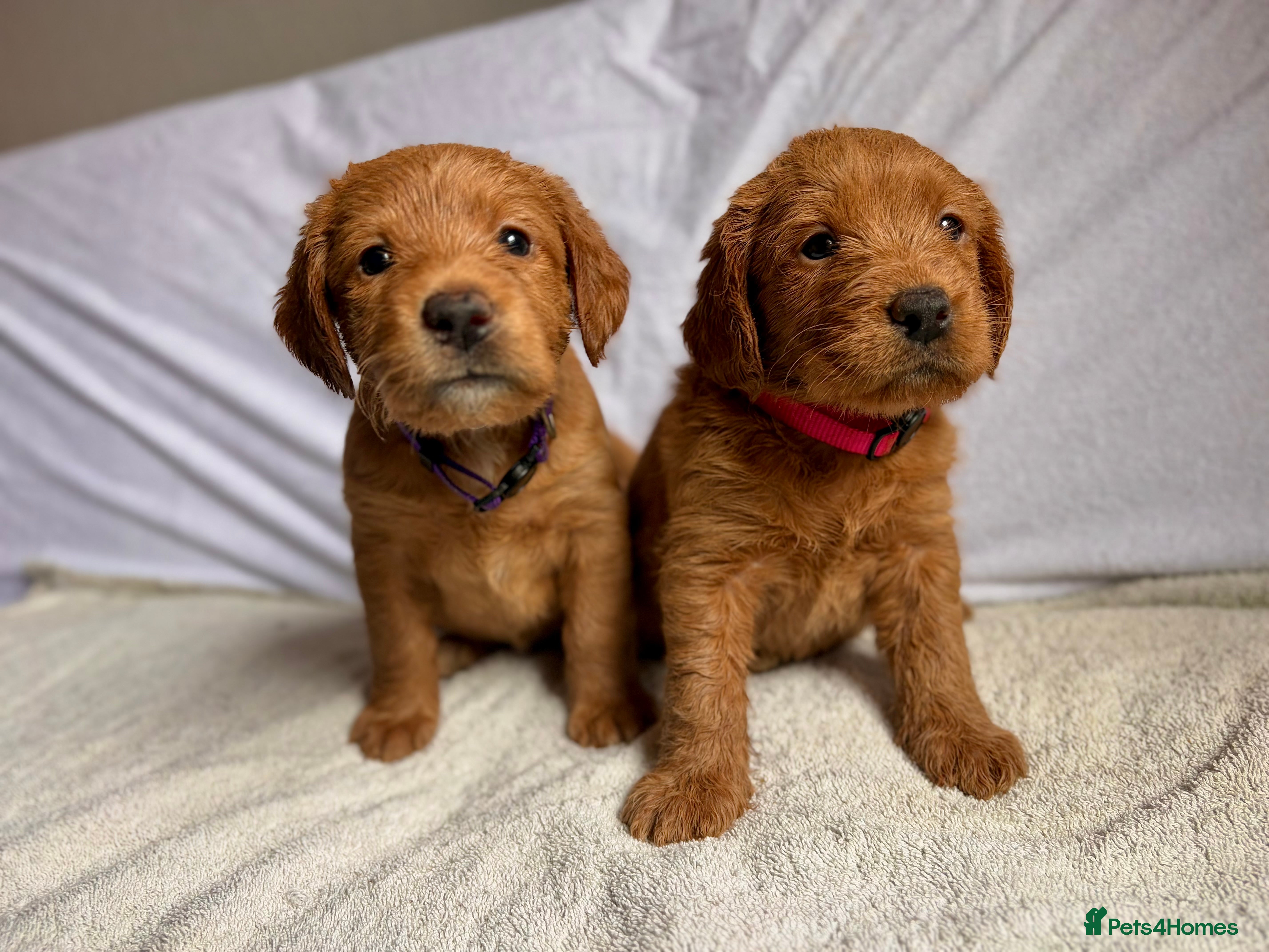 Labradoodle dogs Fox Red F1 Miniature Labradoodles  - Advert 1