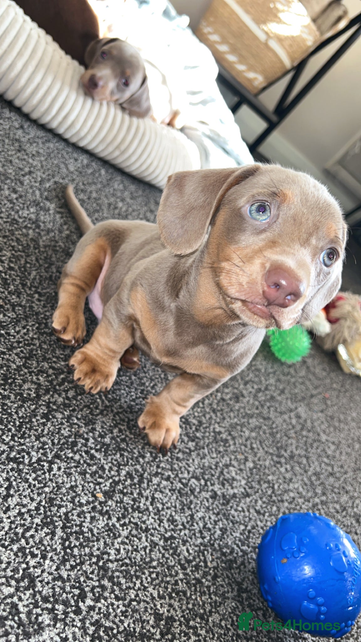 Dachshund dogs Stunning Dachshunds Isabella/chocolate and tan - Advert 9
