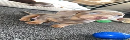 Dachshund dogs for sale: Stunning Dachshunds Isabella/chocolate and tan - Advert 1
