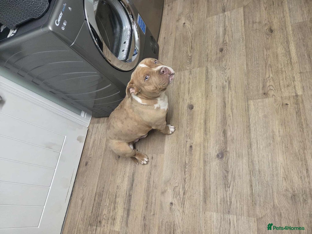 American Bully dogs for sale: 7 month merl pocket bully  - Image 6