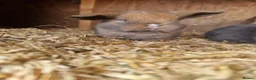 Mini Lop rabbits for sale: Baby Mini Lops - Advert 6