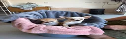 Chihuahua dogs for sale: 4 smooth coat apple head Chihuahua puppies - Advert 6