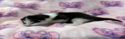 Mixed Breed cats for sale: Frankie’s Kittens Ready 20th August - Advert 23