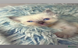 Ragdoll cats for sale: 6 adorable ragdoll kittens 🩷🩵 - Image 9