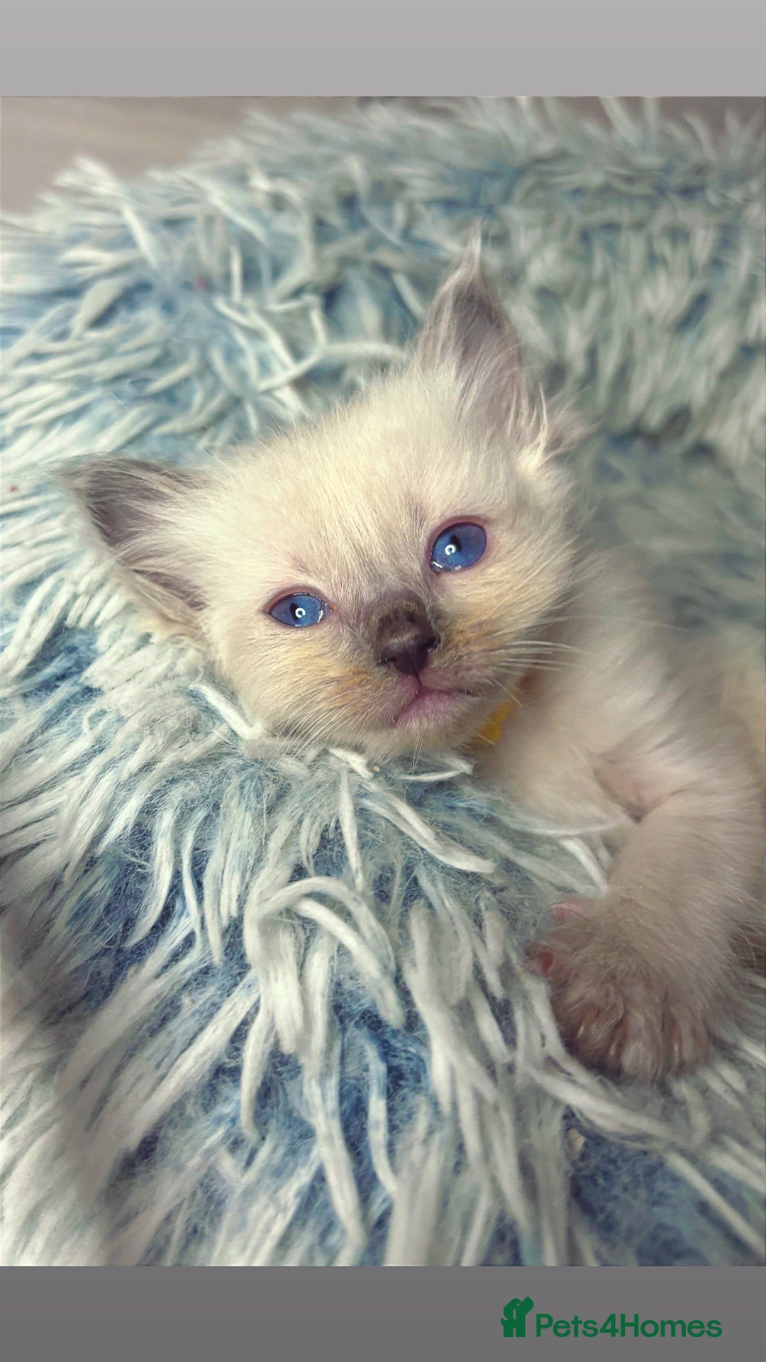 Ragdoll cats for sale: 6 adorable ragdoll kittens 🩷🩵 - Image 9
