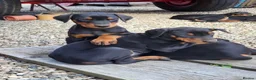 Dobermann dogs for sale: Doberman puppies in Ellon - Advert 3