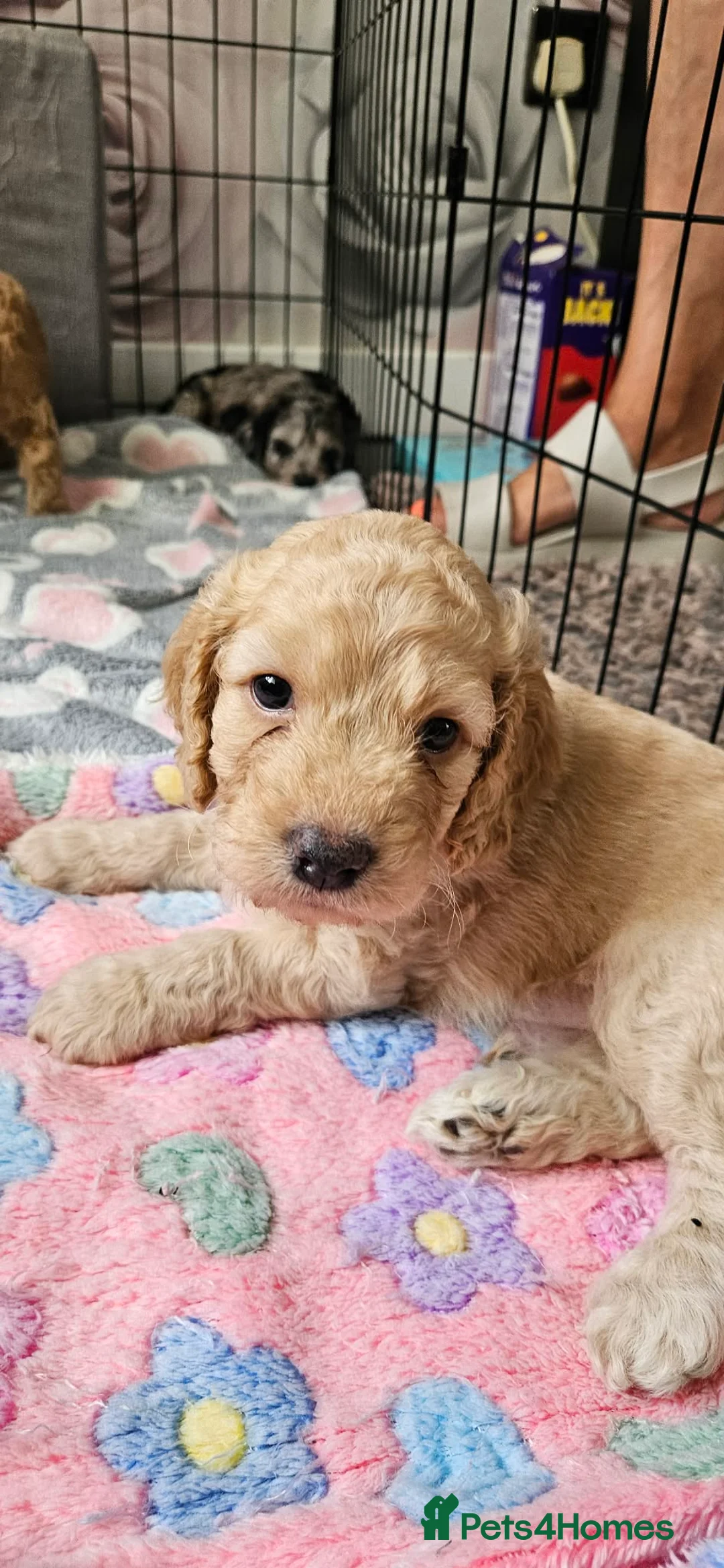 Cockapoo dogs for sale: F2 Cockapoo puppies - Advert 2