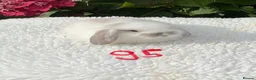 Mini Lop rabbits for sale: Pure bred mini lops baby rabbits . - Advert 22