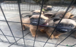 Belgian Shepherd Dog dogs for sale: Belgian malinois puppies - Image 19
