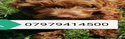 Cavapoo dogs for sale: Fluffy Cockalier-a-Poo Puppies – Ready Soon! - Advert 13