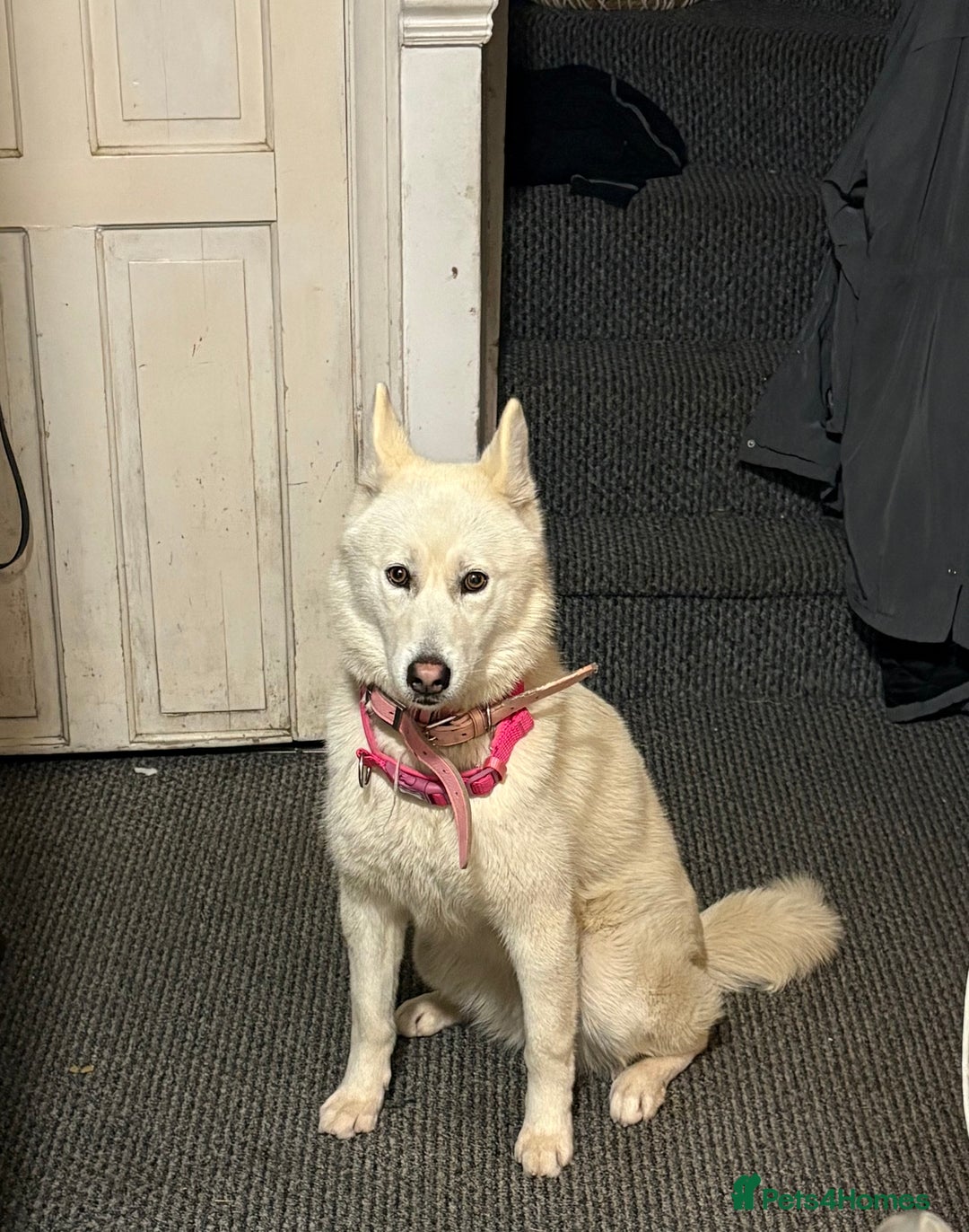 Siberian Husky dogs for sale: 8 month old female husky  - Advert 1