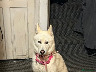 Siberian Husky dogs 8 month old female husky - Advert 6