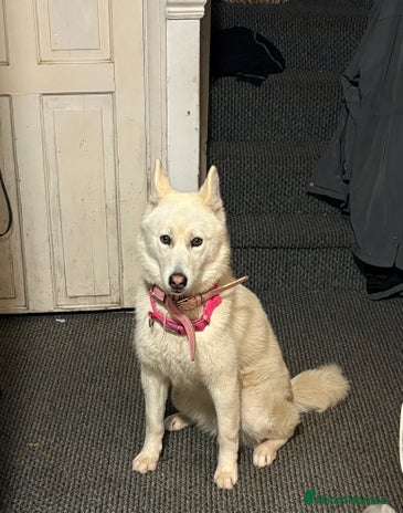 Siberian Husky dogs 8 month old female husky - Advert 1