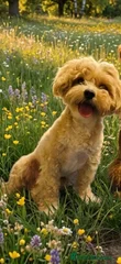 Billy
