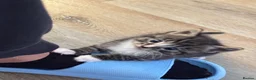 Mixed Breed cats for sale: Tabby kittens  - Advert 5