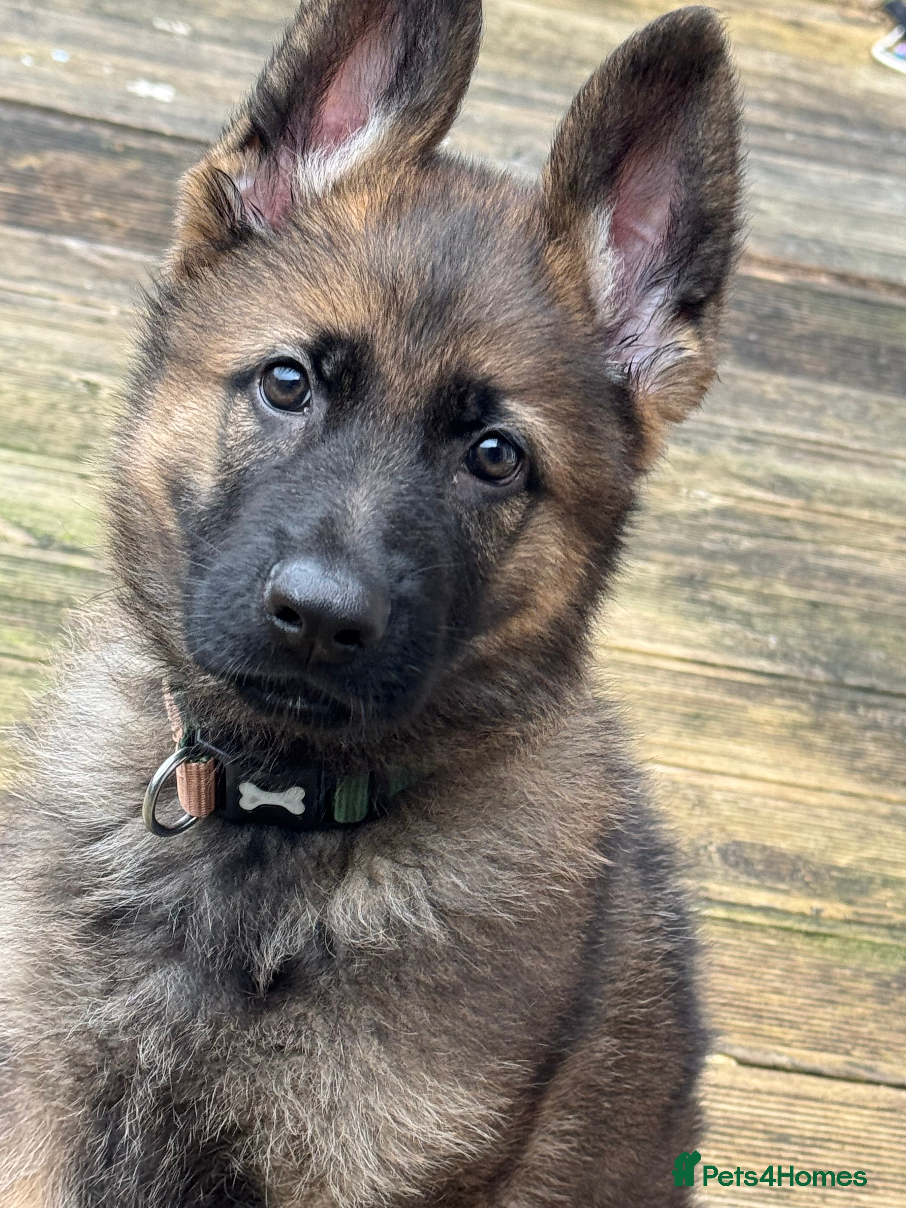 German Shepherd dogs 3 Month Old Male German Shepherd Puppy  - Advert 1