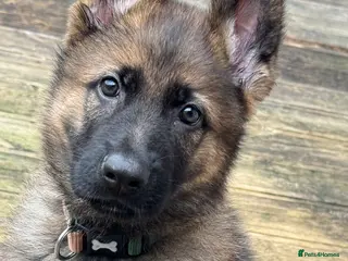 German Shepherd dogs 3 Month Old Male German Shepherd Puppy - Advert 2