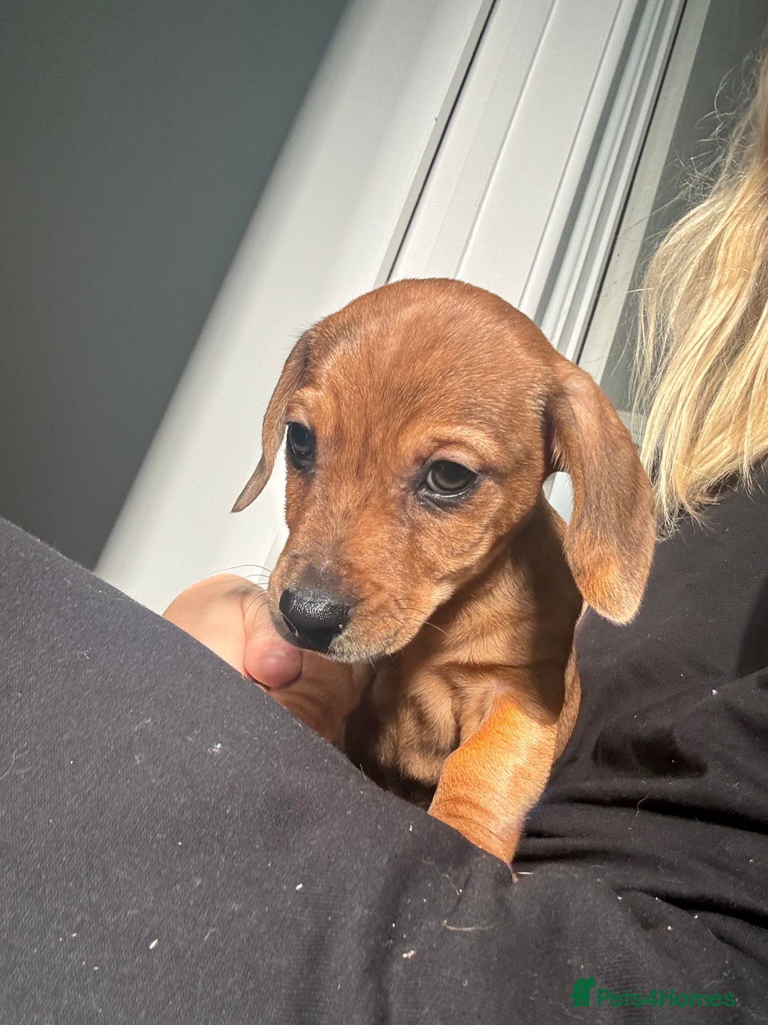 Mixed Breed dogs for sale: Two beautiful brown boys(chocolate& cream &dapple) - Advert 4