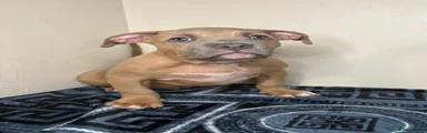 American Bully 1