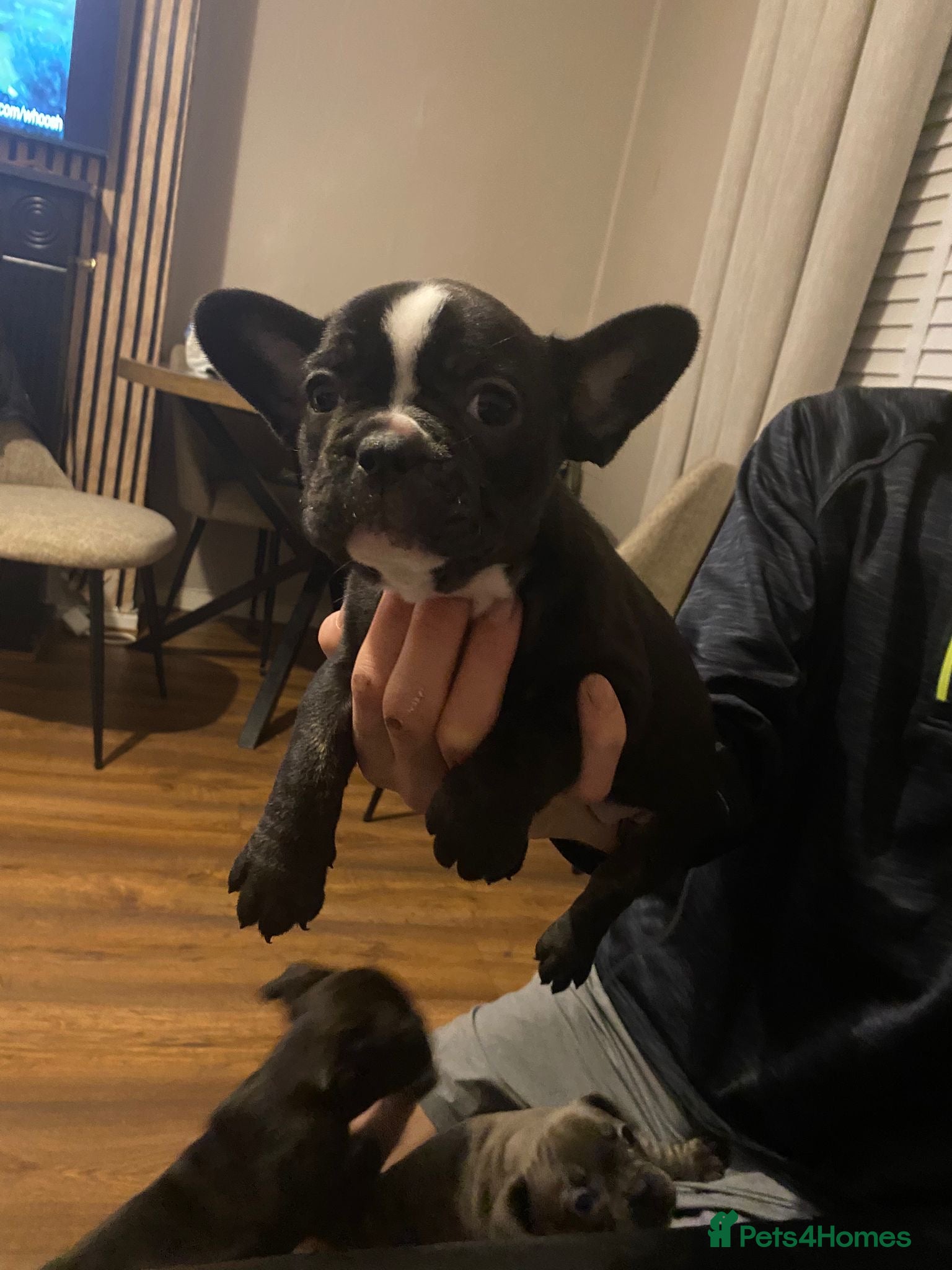 French Bulldog dogs 3 French bulldog puppies  - Advert 12