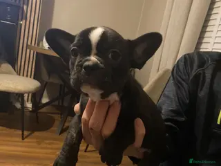 French Bulldog dogs 3 French bulldog puppies - Advert 12