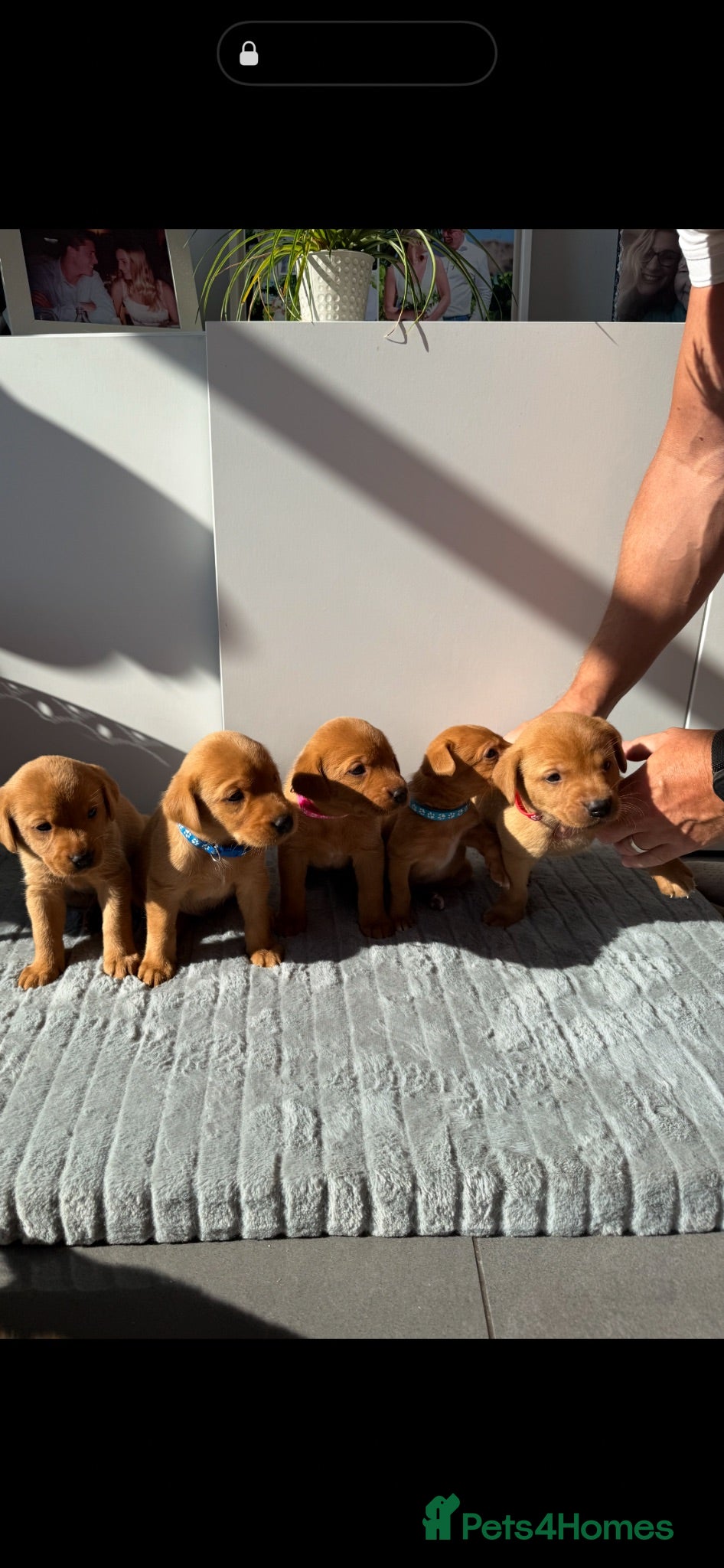 Labrador Retriever dogs  Fox red Labradors - Advert 1