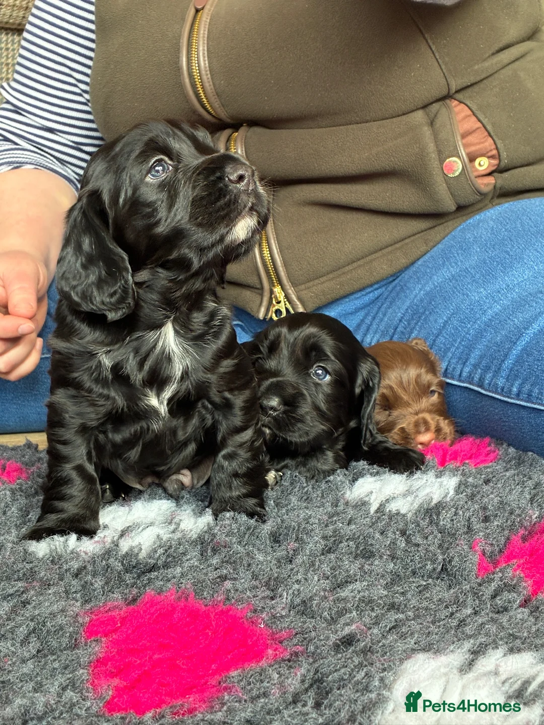 Cocker Spaniel dogs for sale: Kc registered working cocker spaniels - Advert 1