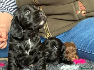 Cocker Spaniel dogs Kc registered working cocker spaniels - Advert 14