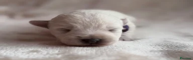 West Highland Terrier 5