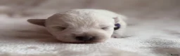 West Highland Terrier dogs for sale: West highland Terrier puppies for sale - Advert 11