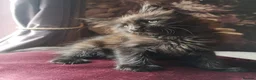 Maine Coon cats for sale: TICA reg HEALTH CHECKED Maine Coons - Advert 31