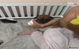Jack Russell dogs for sale: 5 Jack Russel Puppies - Image 5