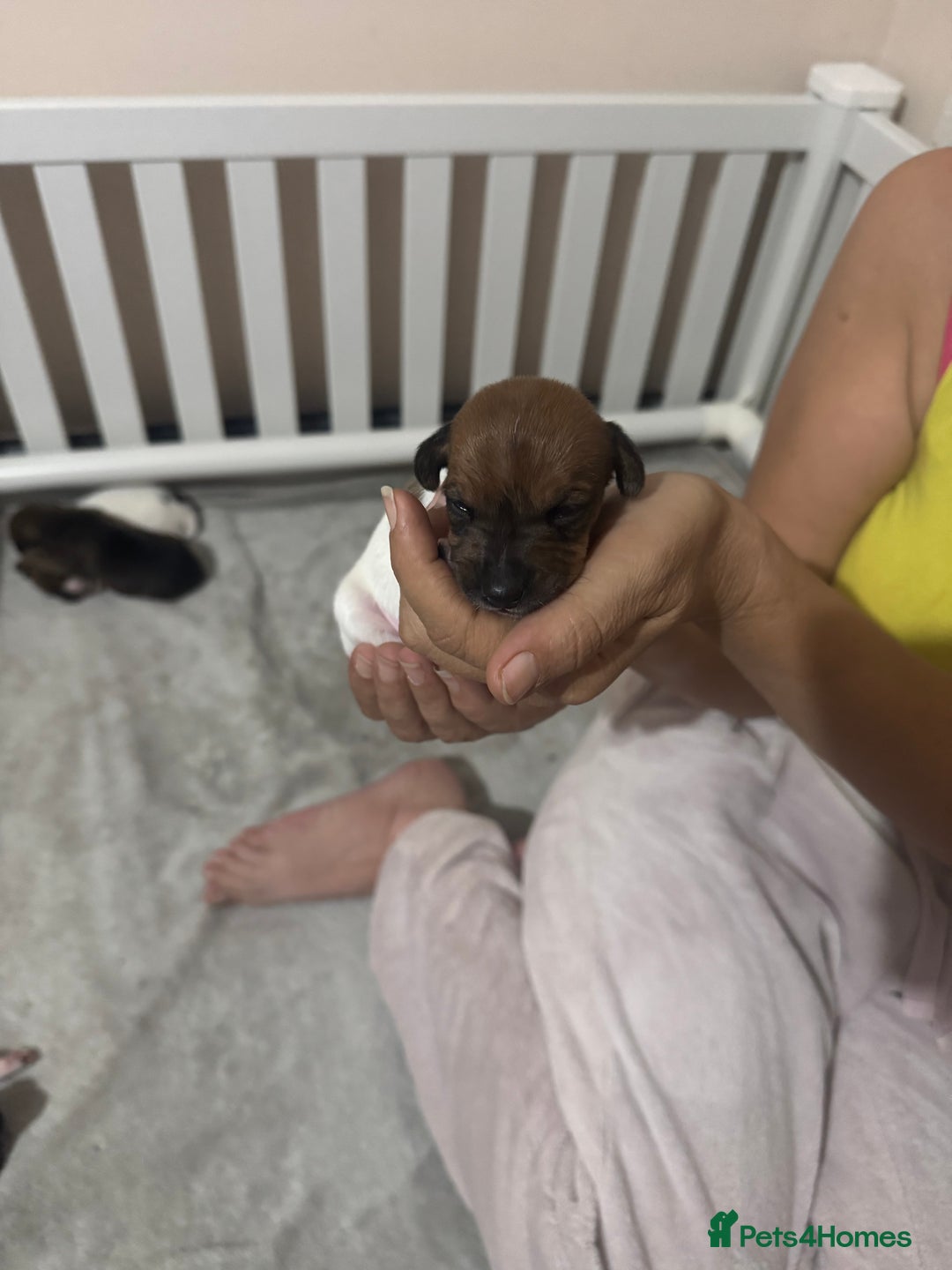 Jack Russell dogs for sale: 5 Jack Russel Puppies - Image 5