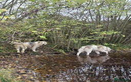 Mixed Breed dogs for adoption: Harley 💙 ( & brother Hershey )  - Advert 9