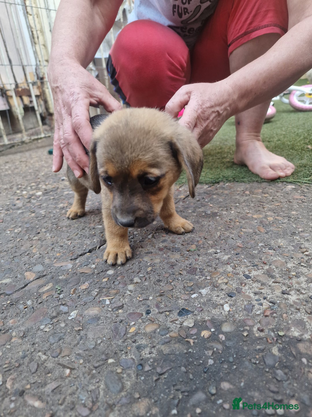 Mixed Breed dogs for sale: mixed breed 4 boys and 2 girls - Image 14
