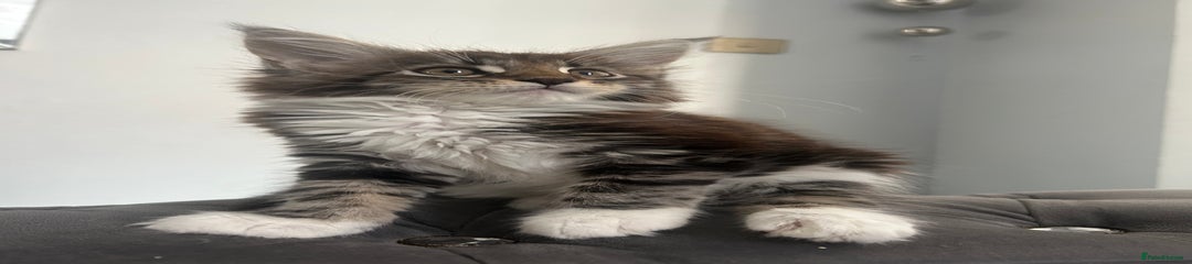 Maine Coon Kitten 2