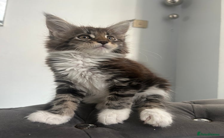 Maine Coon cats - Advert 15