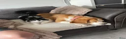 Beagle dogs for sale: Female beagle - Advert 5