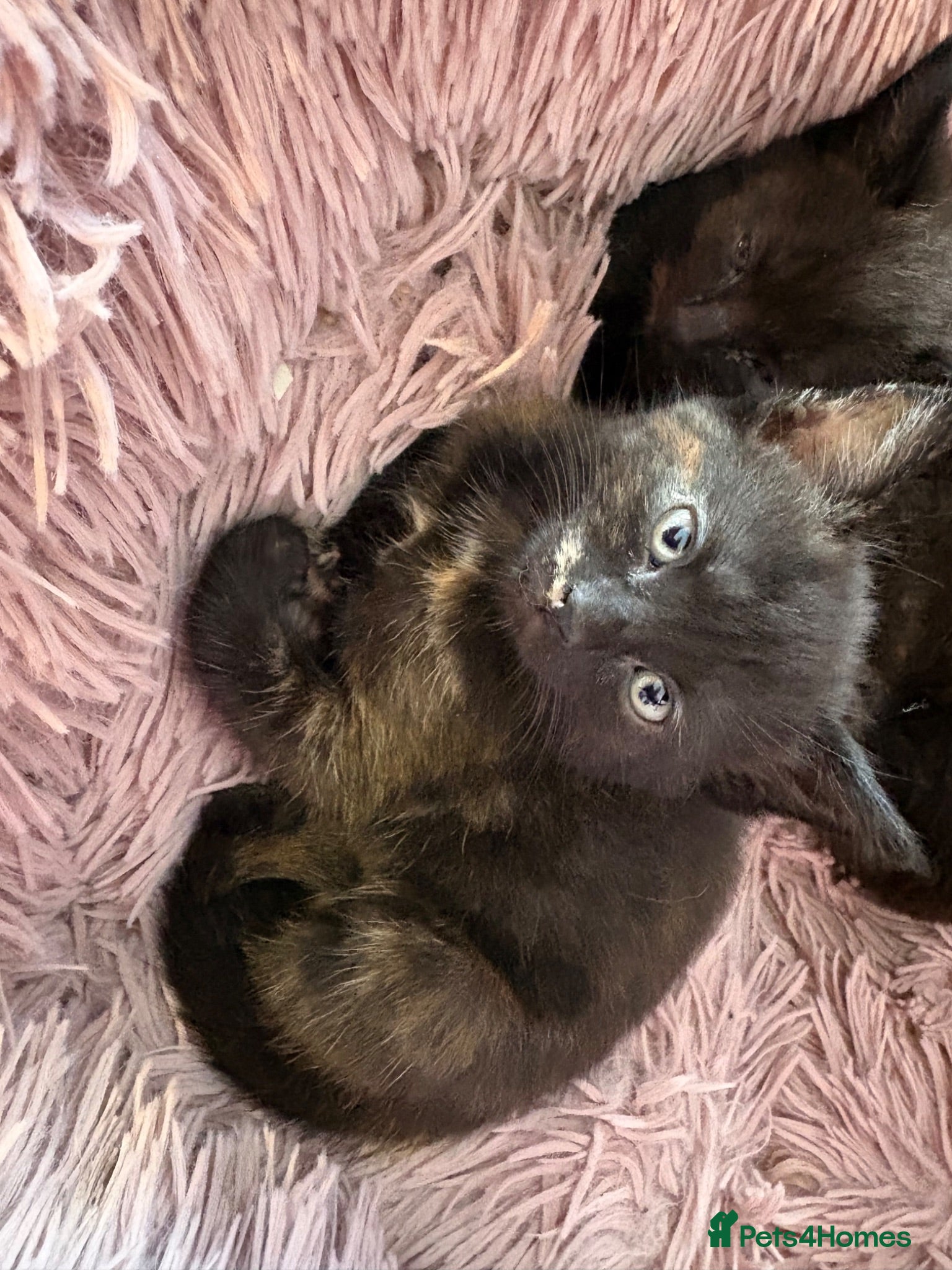 Mixed Breed cats Kittens - Advert 1