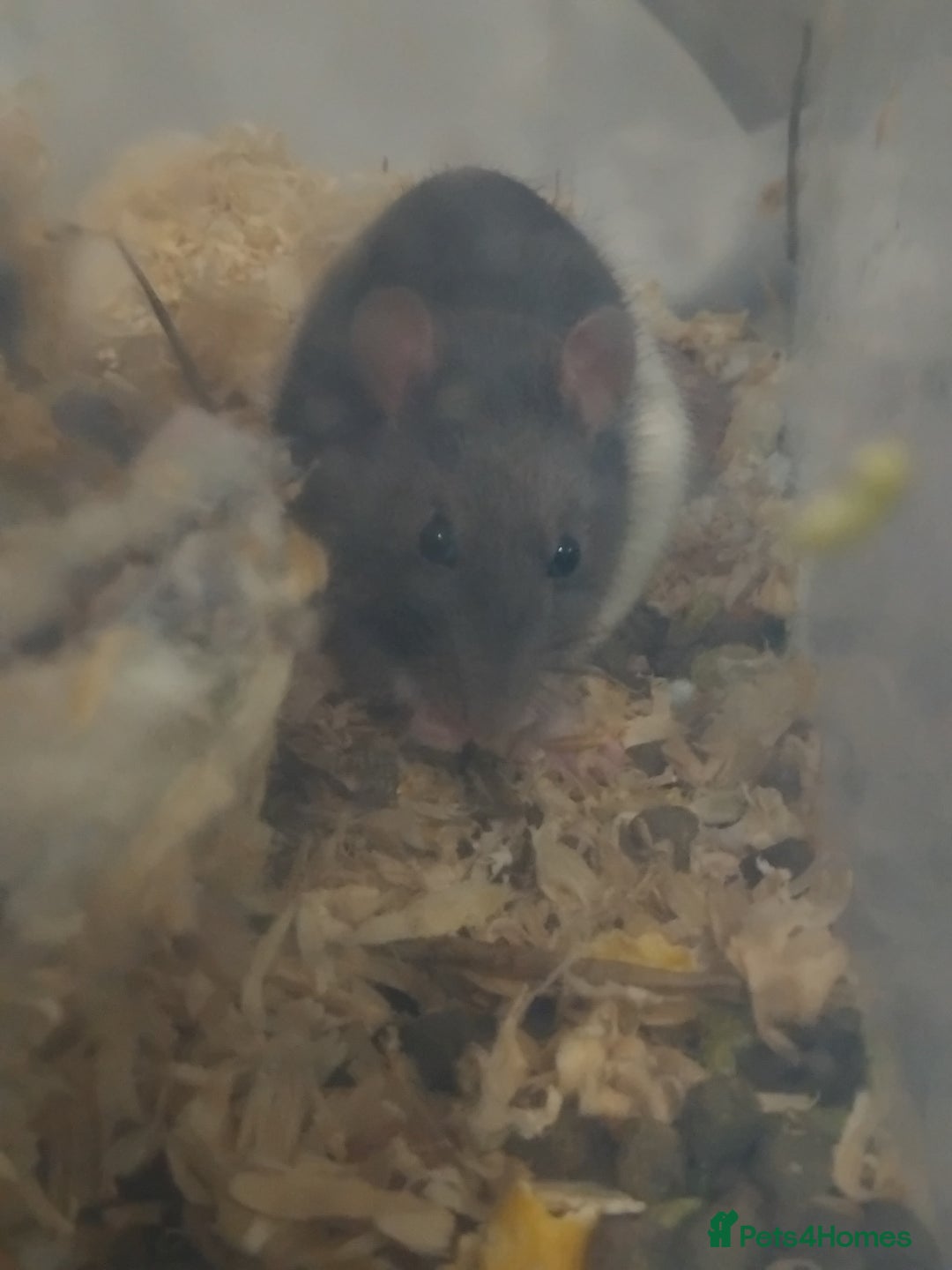 Rat rodents for sale: AGGRESSIVE rat for sale(read full description) - Advert 4