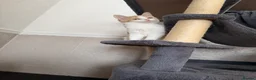 British Shorthair cats for sale: 3 beautiful little kittens🐾 - Advert 6