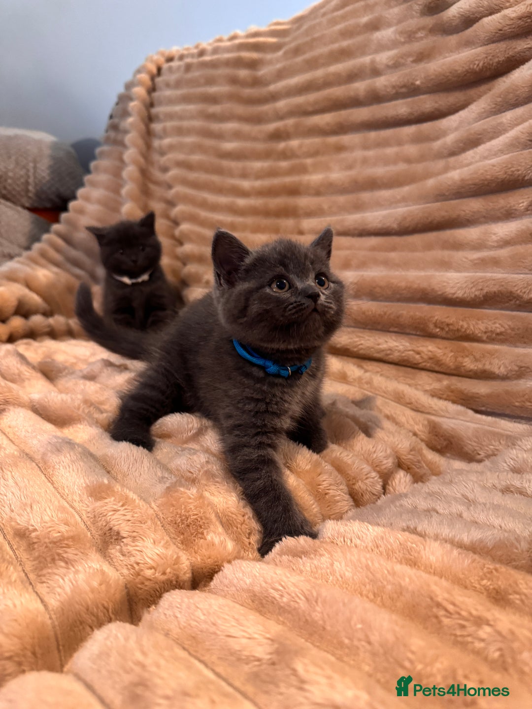 British Shorthair cats for sale: 7 lovely BSH😍 - Advert 10