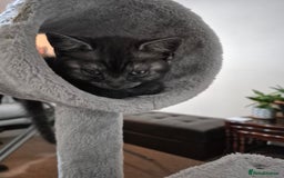 British Shorthair cats for sale: Black Short Haired Tabby Cross Breed Kitten - Image 12