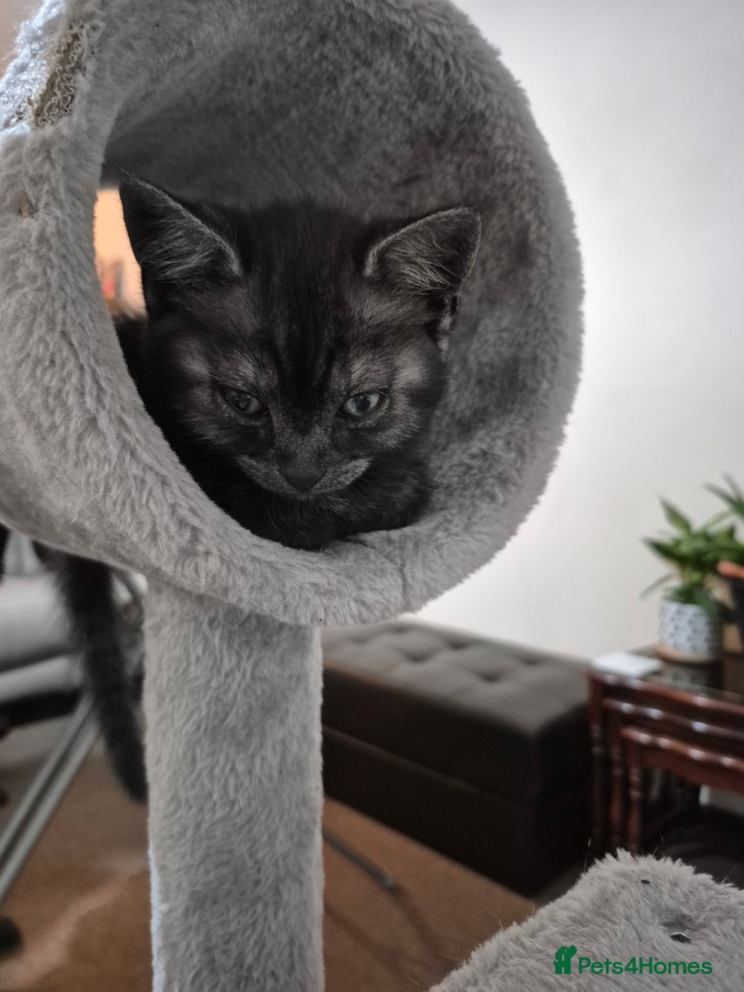 British Shorthair cats for sale: Black Short Haired Tabby Cross Breed Kitten - Image 12