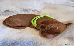 Cavapoo dogs for sale: Stunning F1 Cavapoo puppies, DNA tested parents  - Image 19
