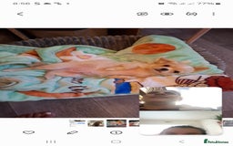 Chihuahua dogs for sale: Mrsss - Image 1