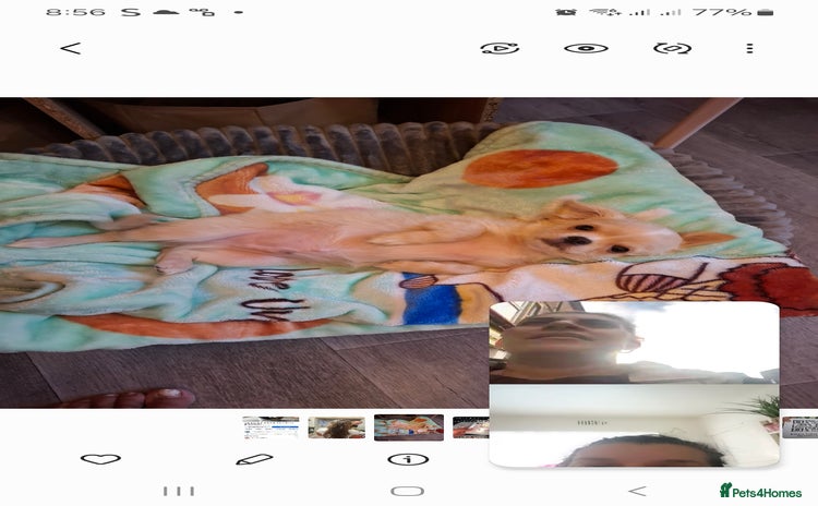 Chihuahua dogs - Advert 1