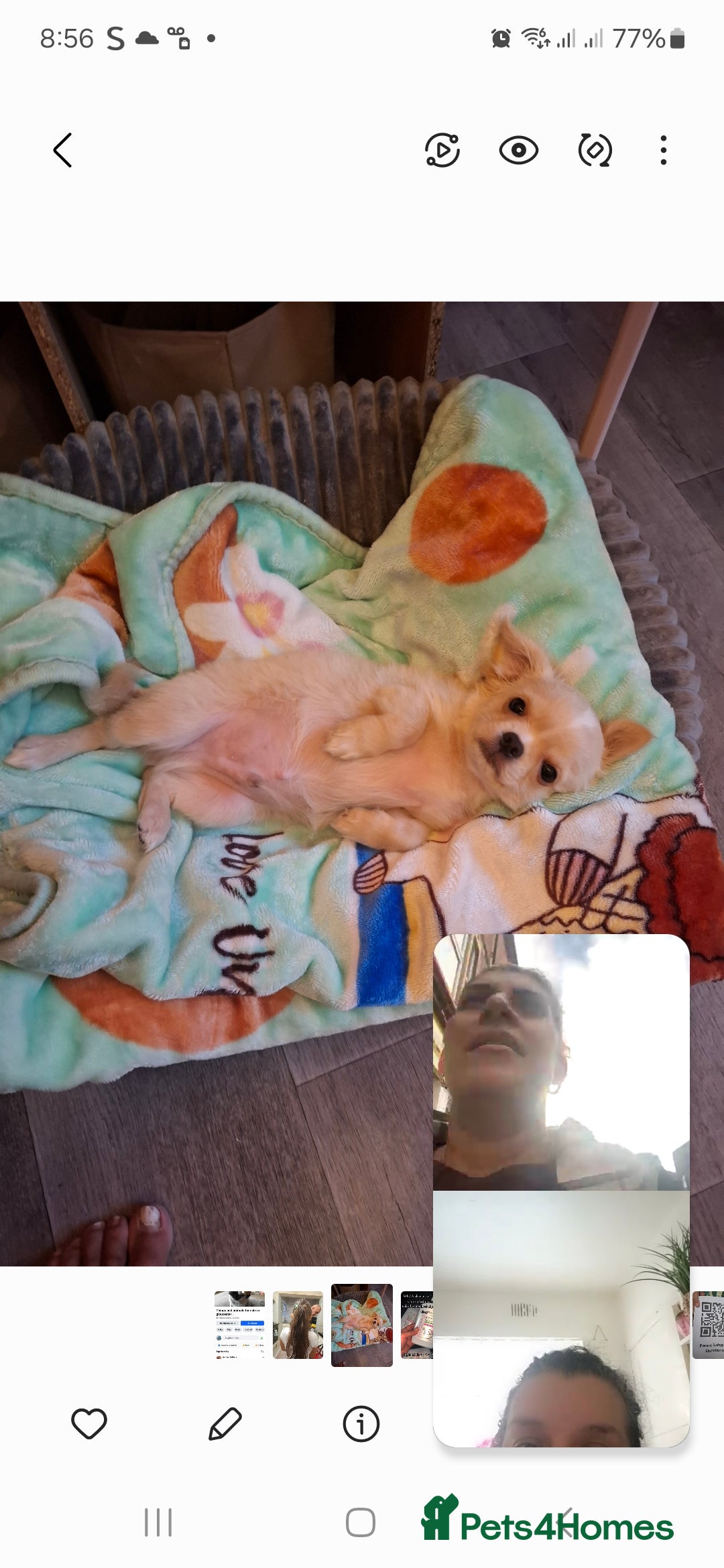 Chihuahua dogs for sale: Mrsss - Image 1