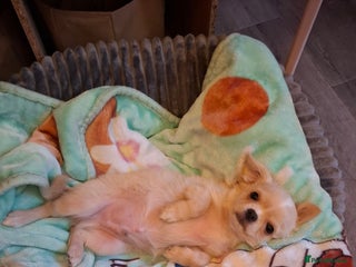 Chihuahua dogs for sale - Advert 1